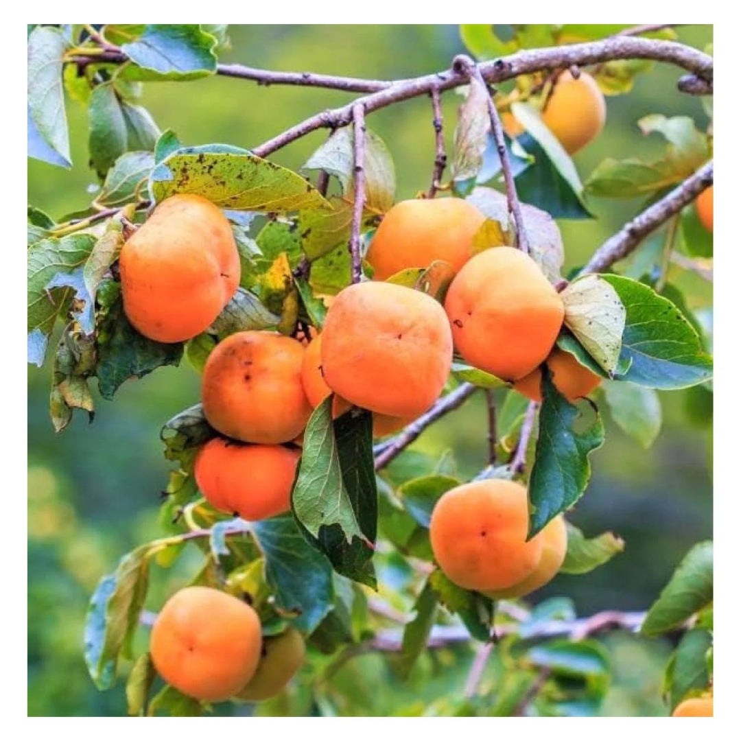 Fuyu Japanese Persimmon