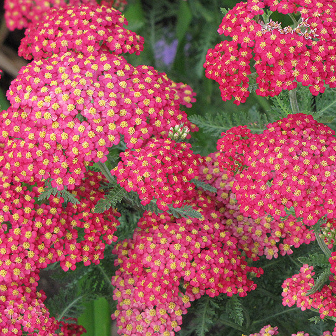 Achillea Millefolium Paprika