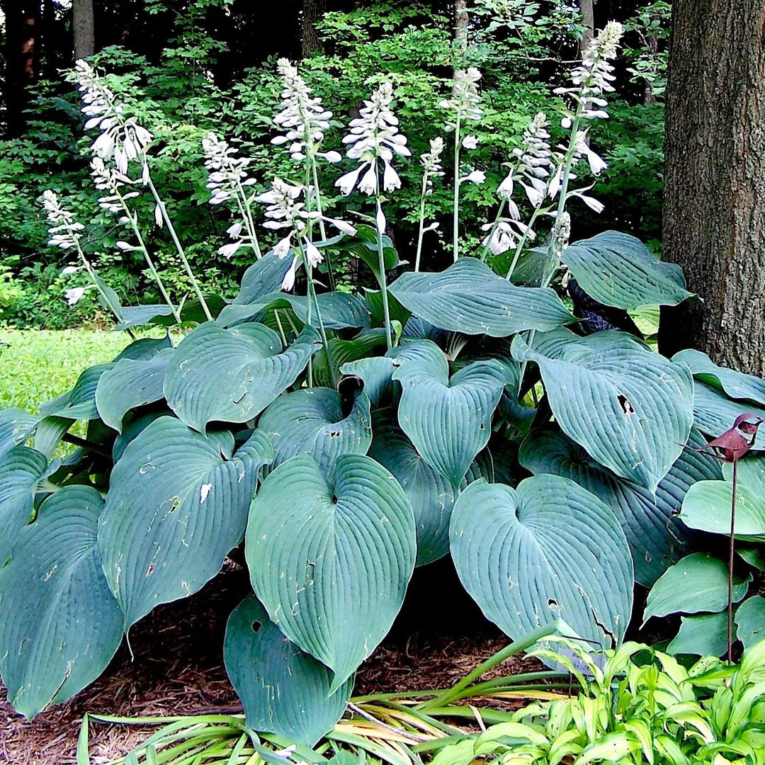 Hosta &