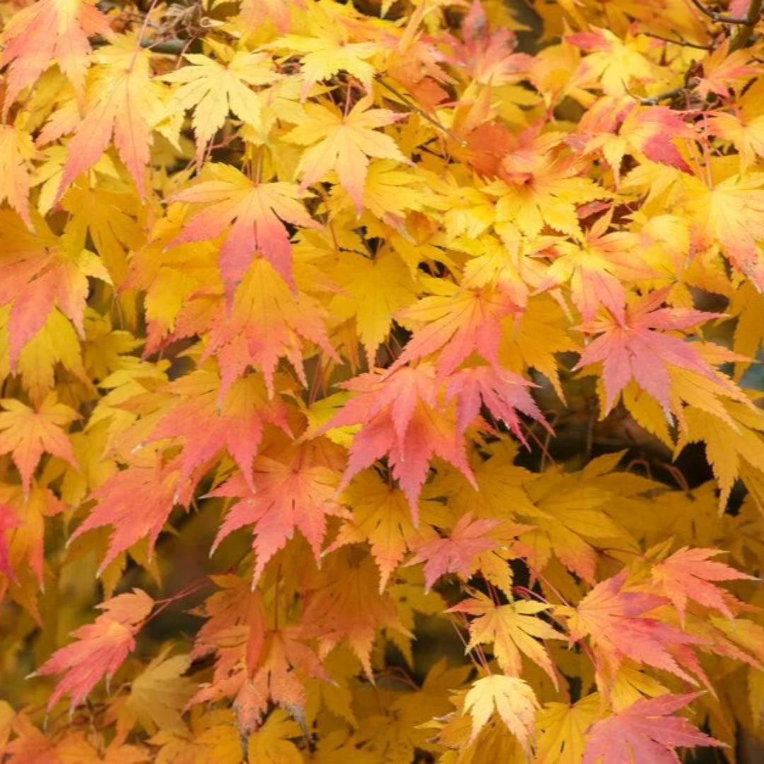 Orange Dream Japanese Maple