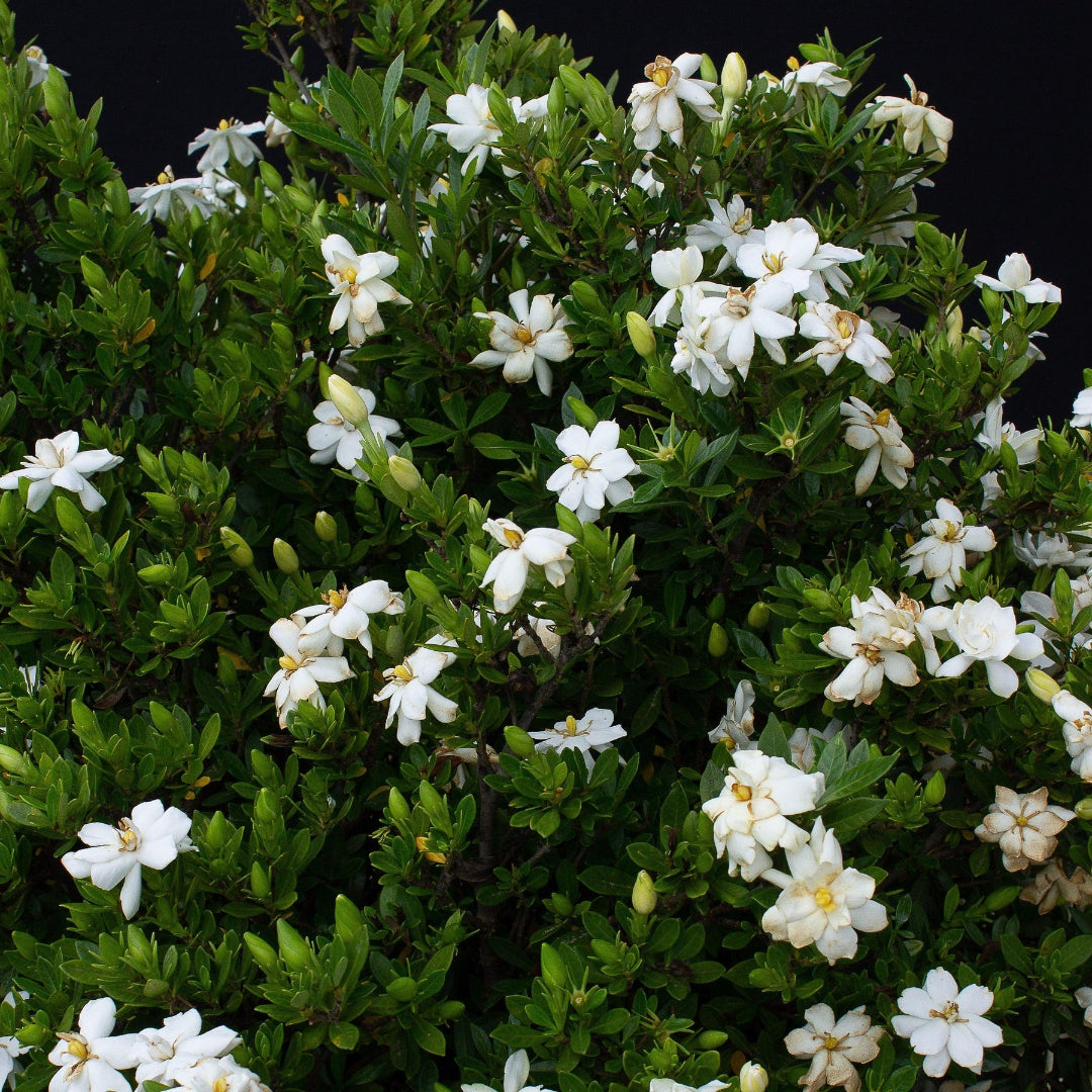 Echo Swan Princess Gardenia