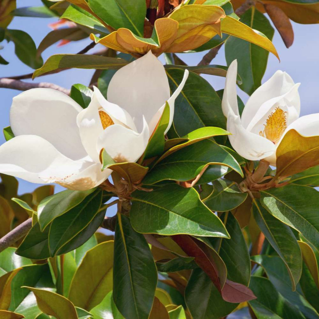 Southern Magnolia a.k.a. Magnolia Grandiflora