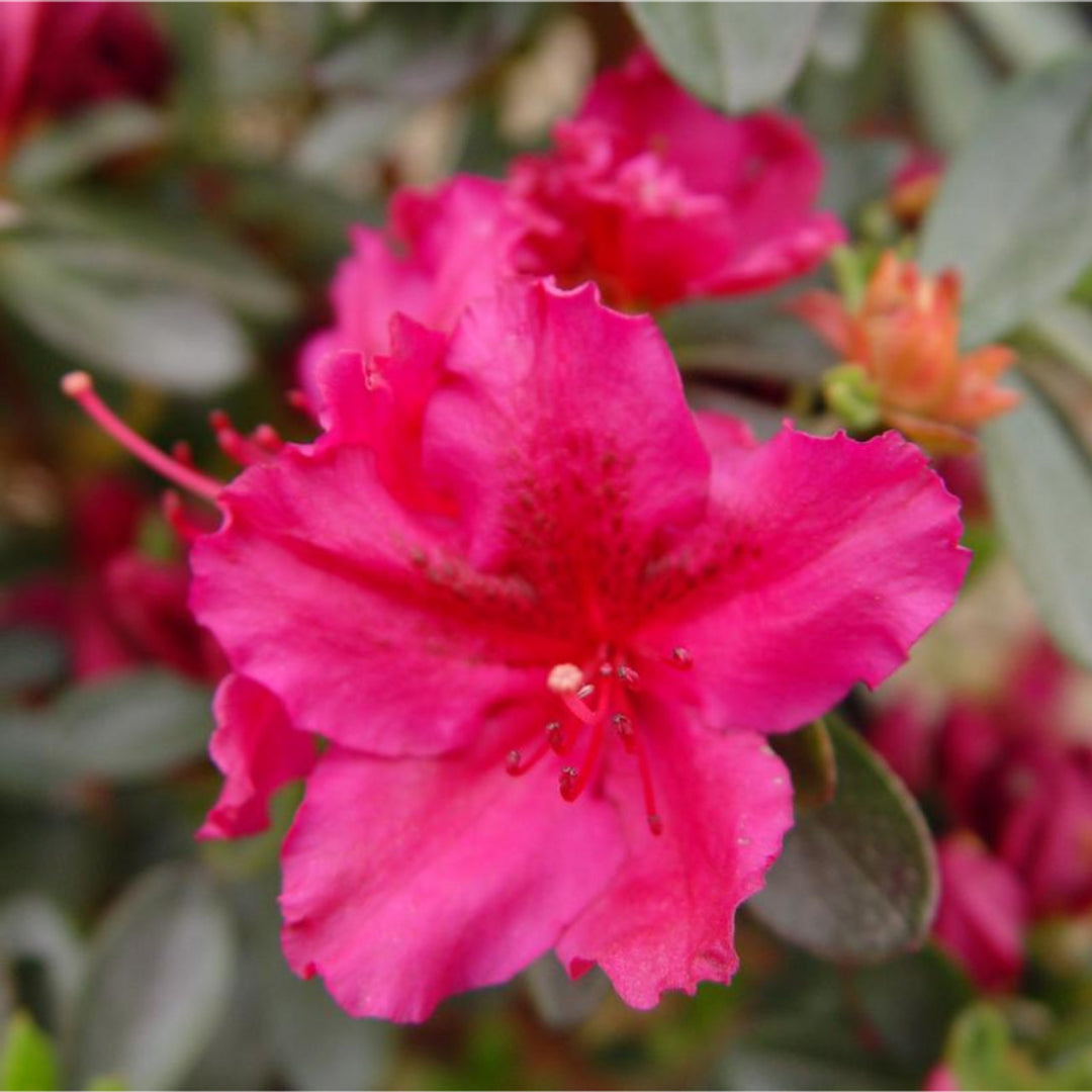 Azalea Fuchsia Parasol Deja Bloom