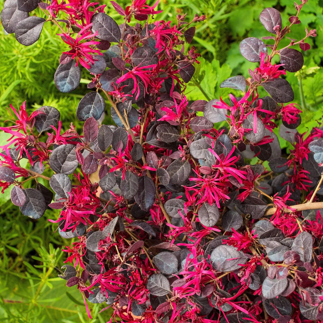 Loropetalum Ever Red