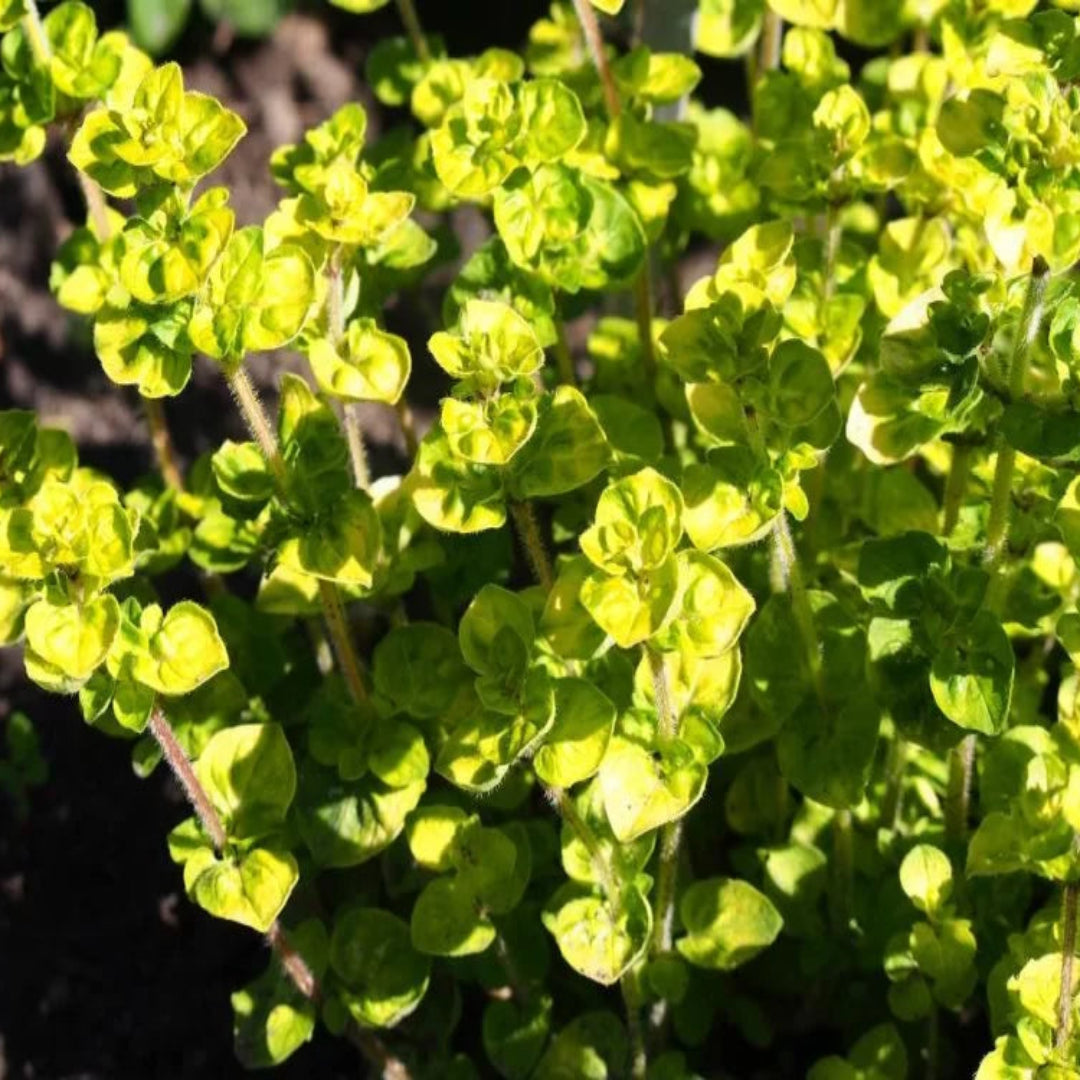 Origanum vulgare &