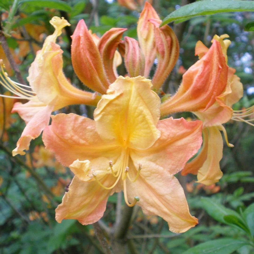 Rhododendron Golden Lights Azalea