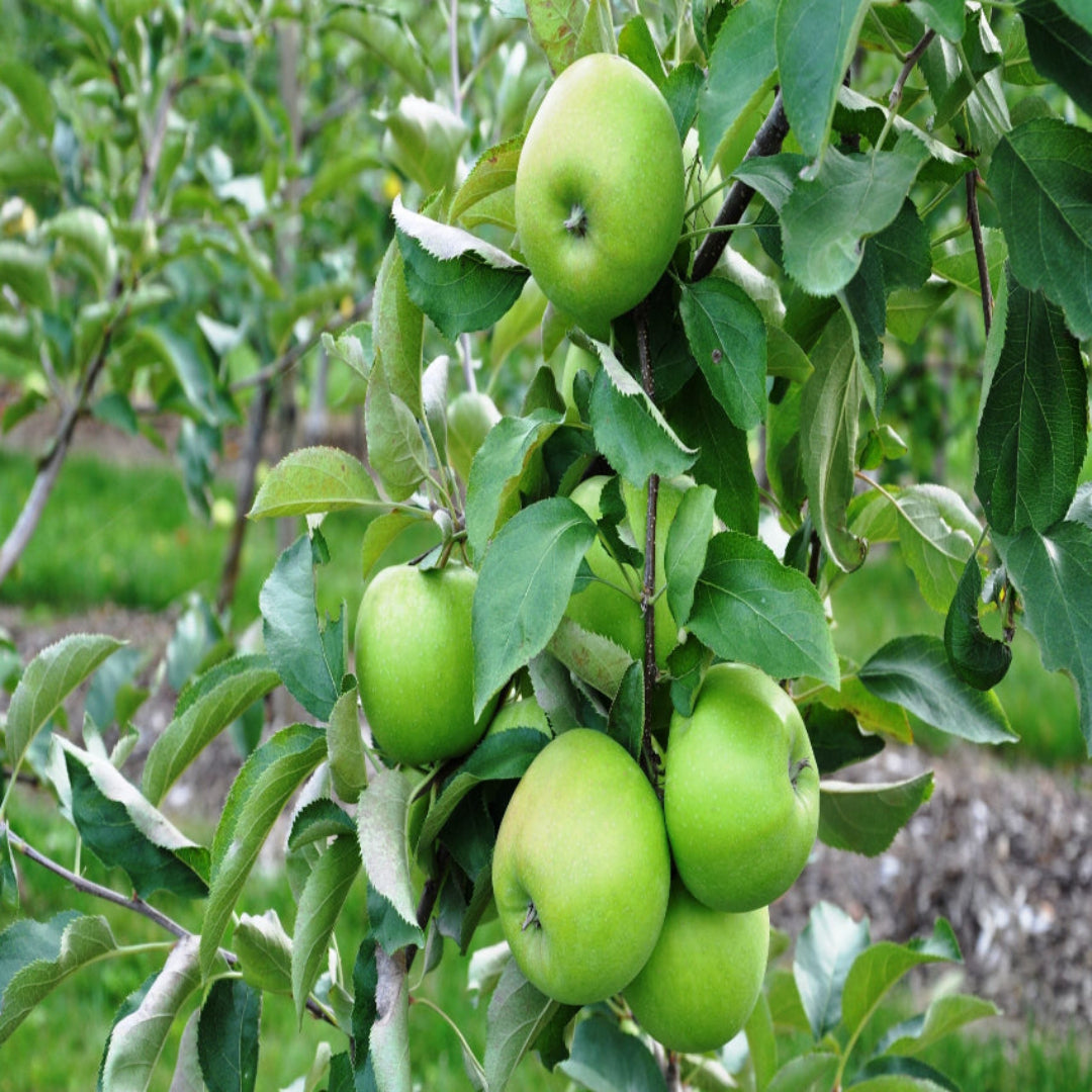 Harvested Granny Smith green apples