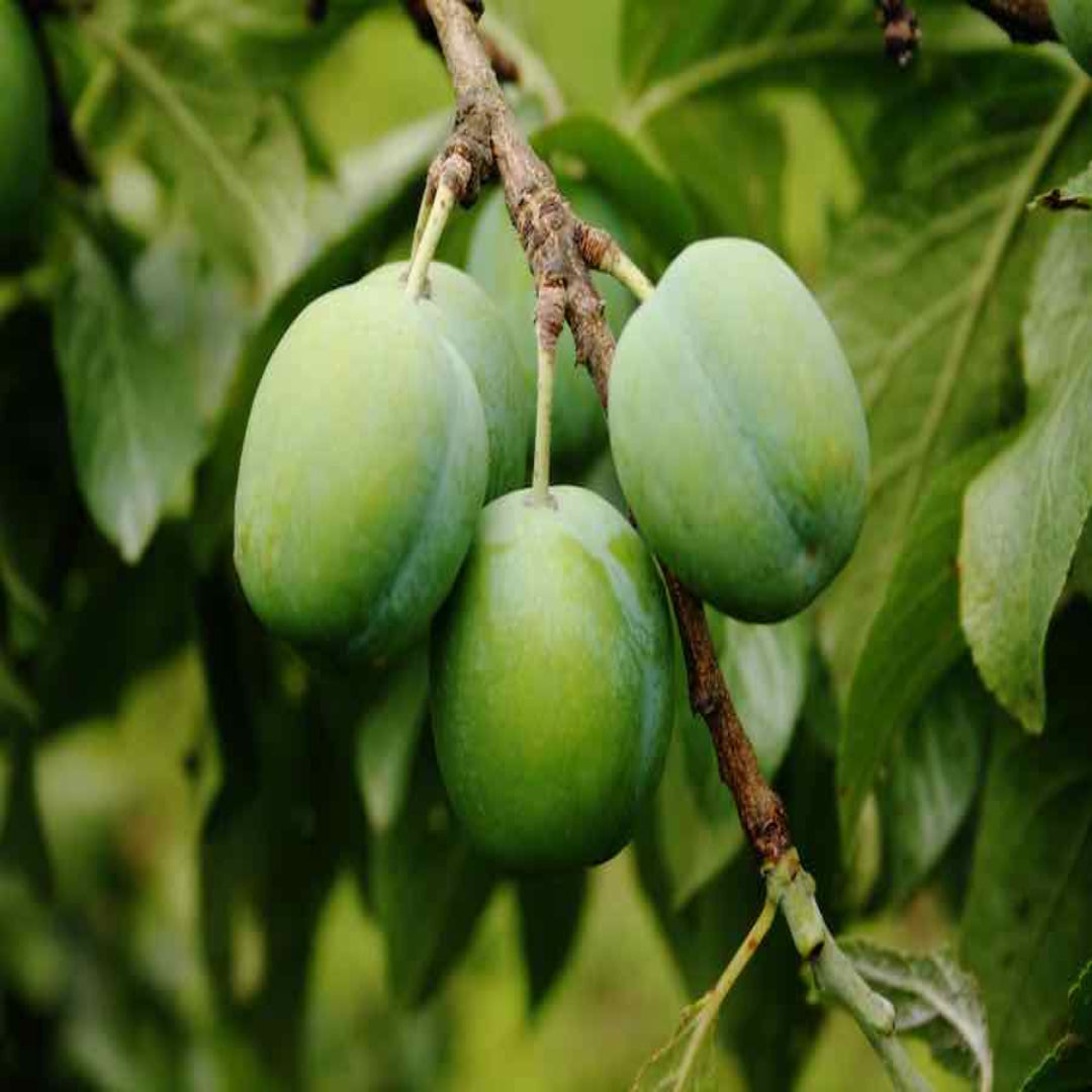 Green Gage Plum Tree Bears Large Crops of Yellowish Green