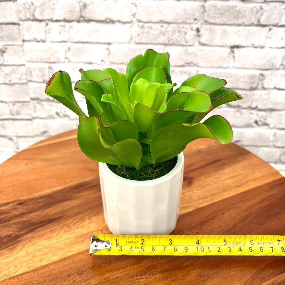 Stunning Artificial Plant with Ceramic Pot