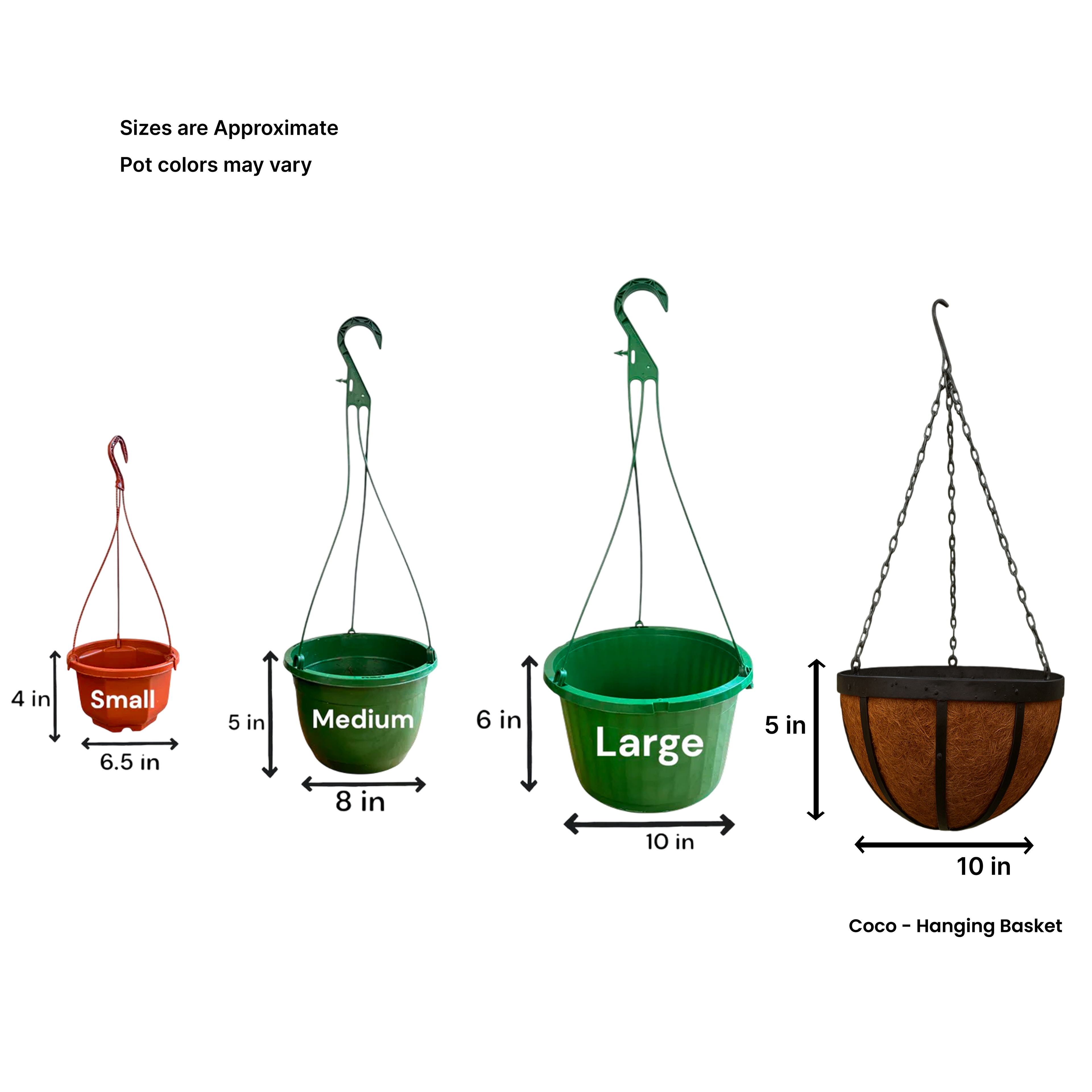 Evergold Carex Grass Hanging Basket (Live Indoor-Outdoor)