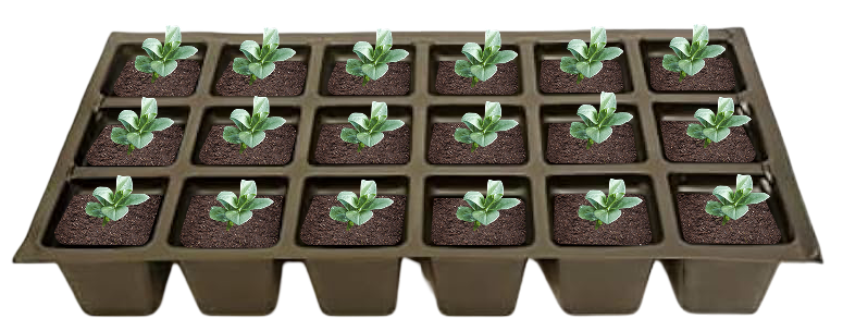 Chocolate Chip Bugleweed