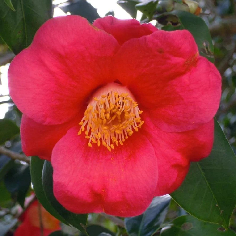 Gunsmoke Camellia