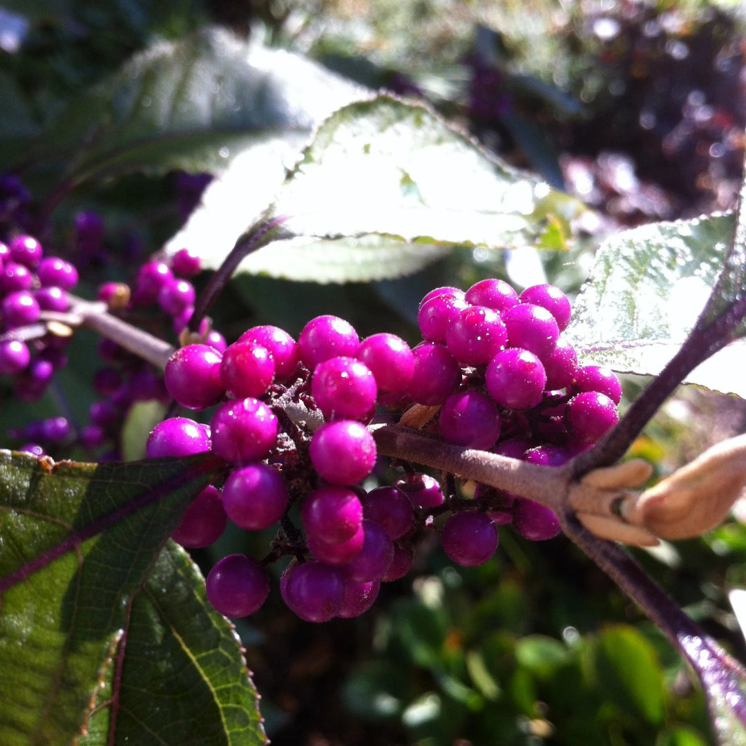 Issai Japanese Beautyberry