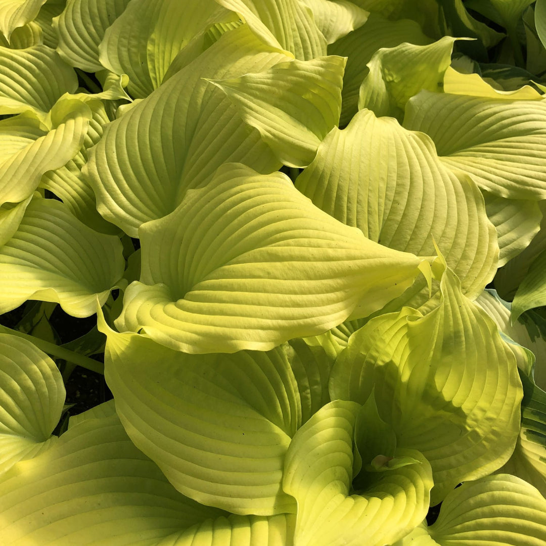 Hosta &