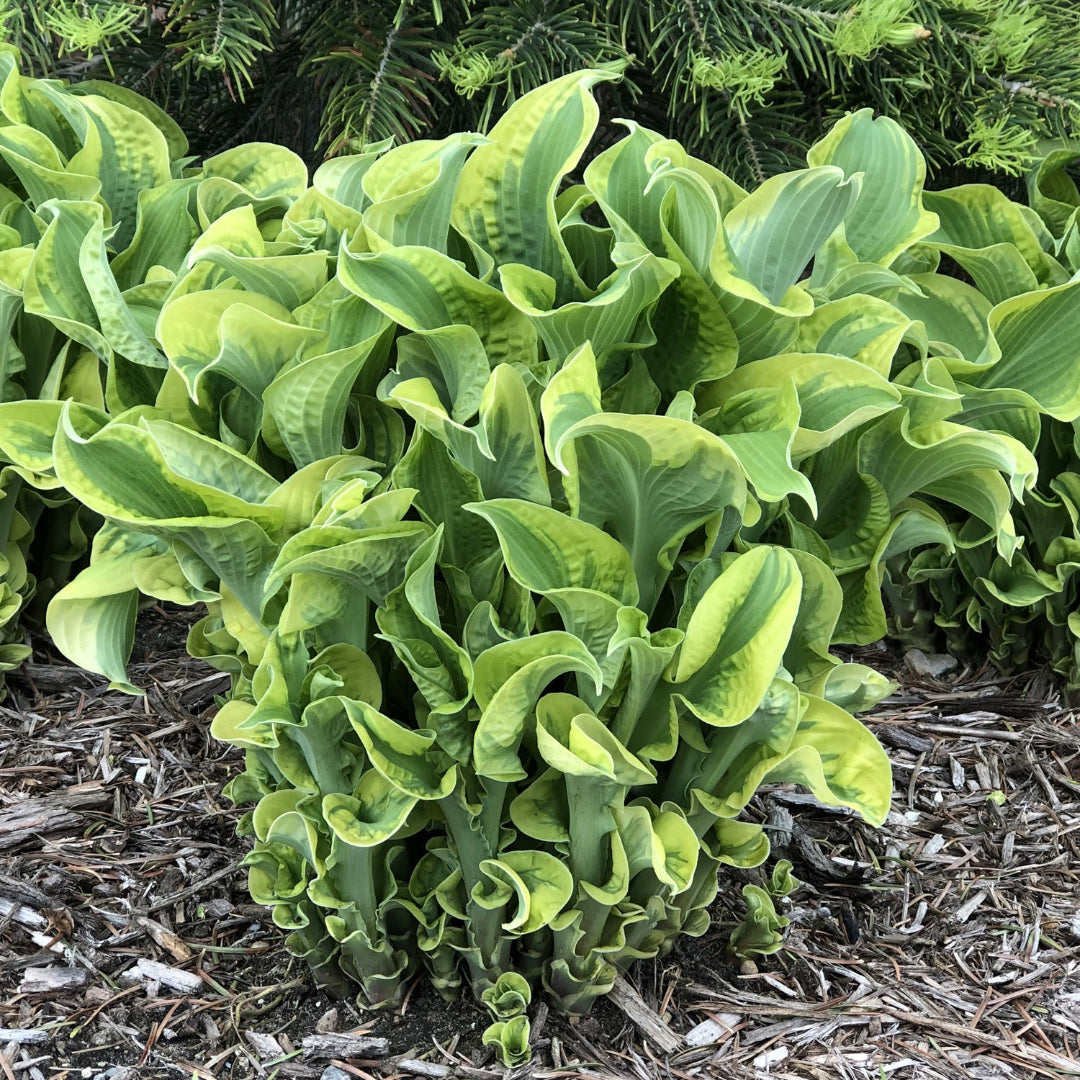Hosta Shadowland &