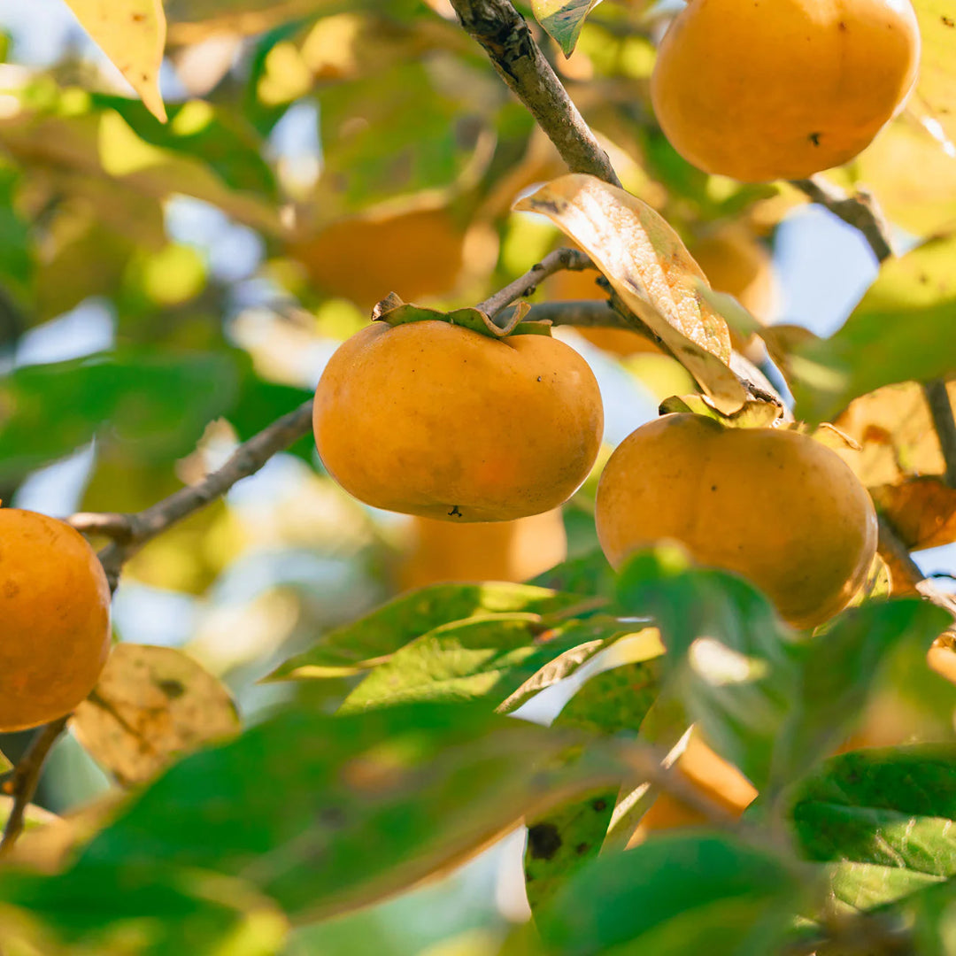 Hana Fuyu Japanese Persimmon