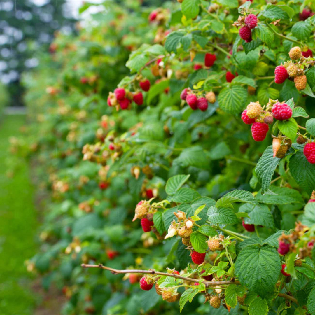 Heritage Raspberry Plant
