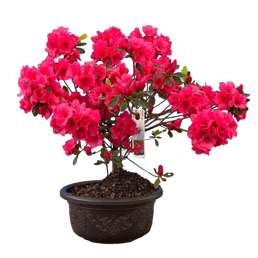 Bonsai Hershey Red Azalea (Live Plant) Indoor/Outdoor Plant