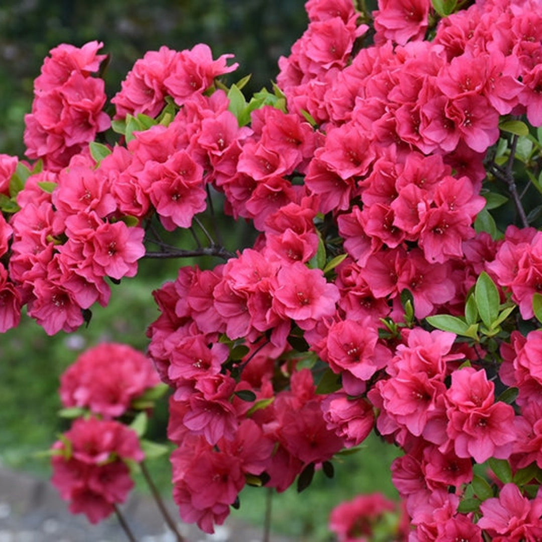 Compact Hershey’s Red Azalea shrub with vivid red flowers and green foliage