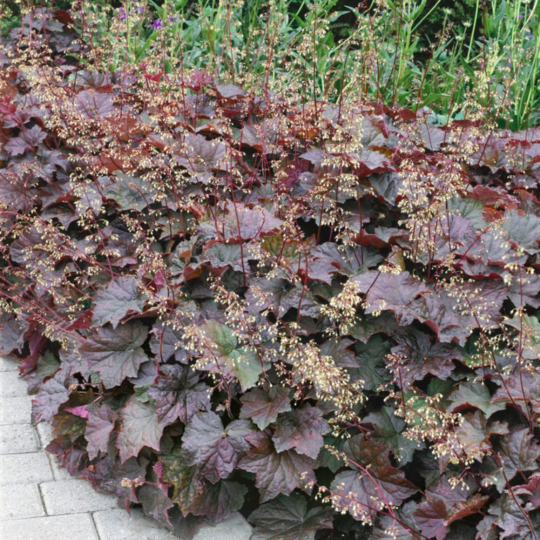 Heuchera micrantha &