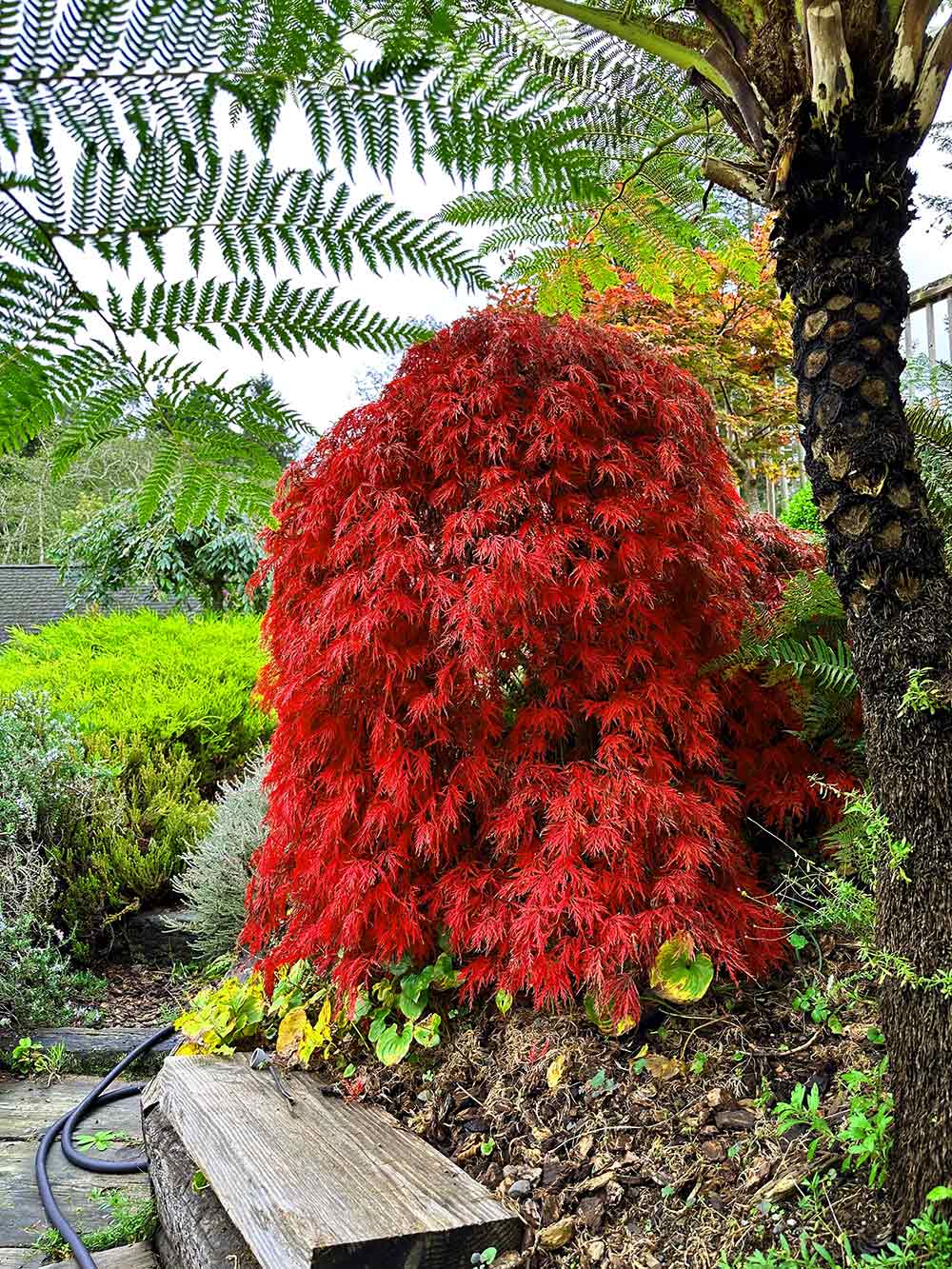 Orangeola Japanese Maple tree planted in landscape with colorful leaves