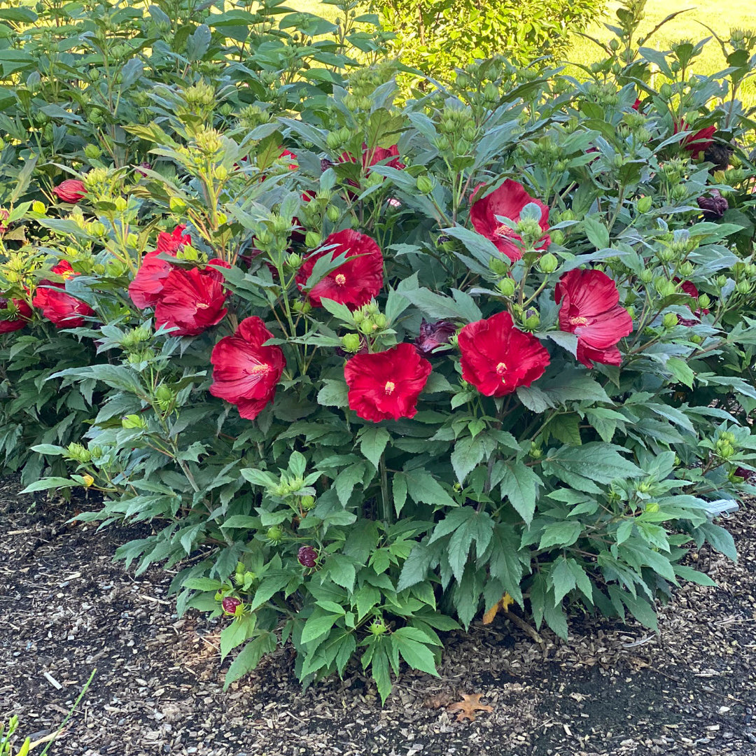 Hibiscus Cranberry Crush
