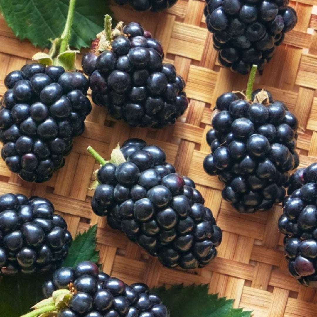 Prime Ark Horizon Blackberry