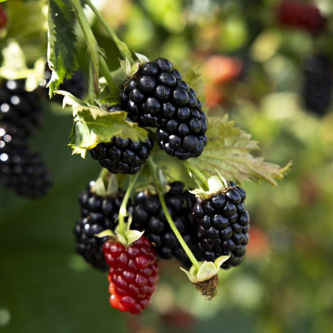 Prime Ark Horizon Blackberry