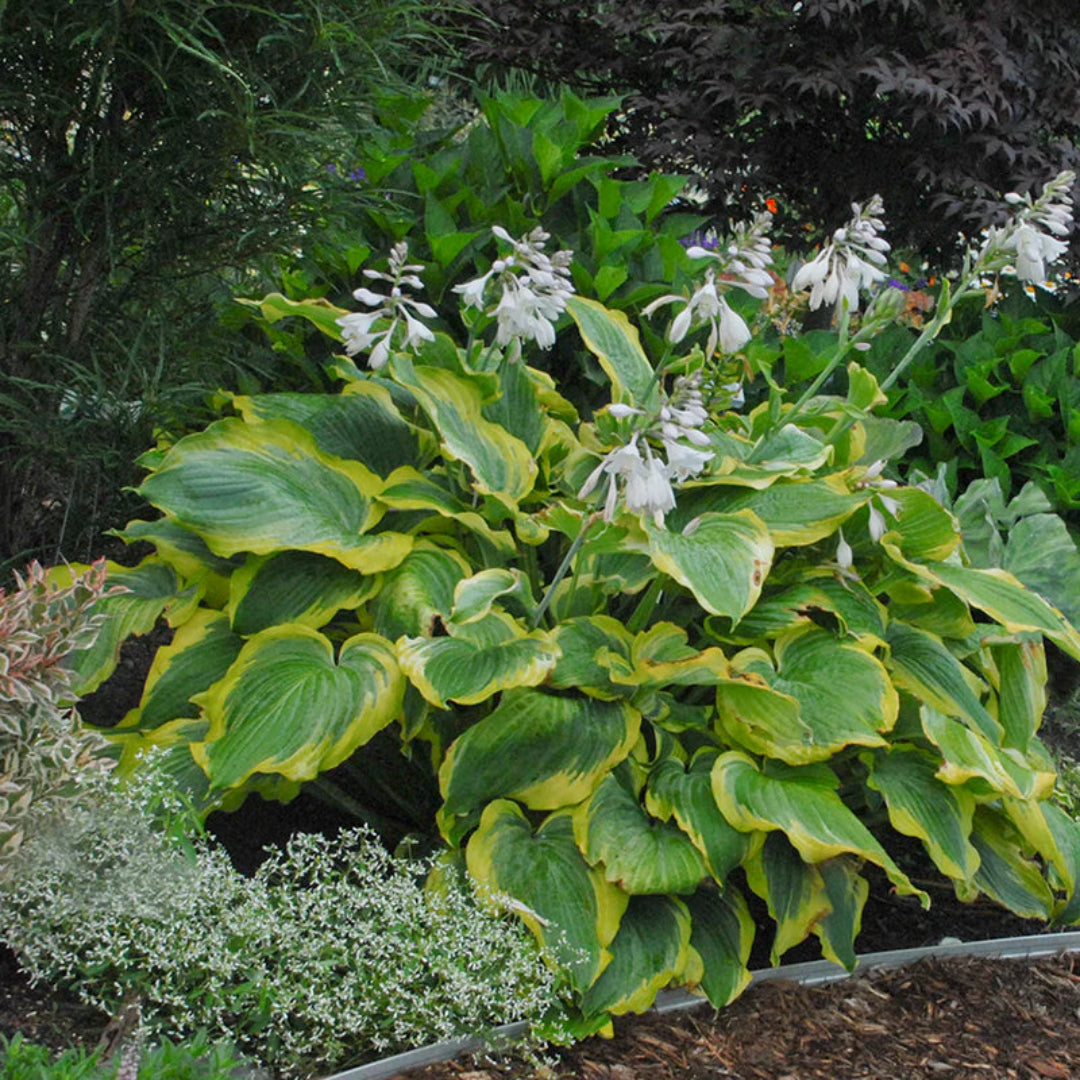 Hosta Shadowland &