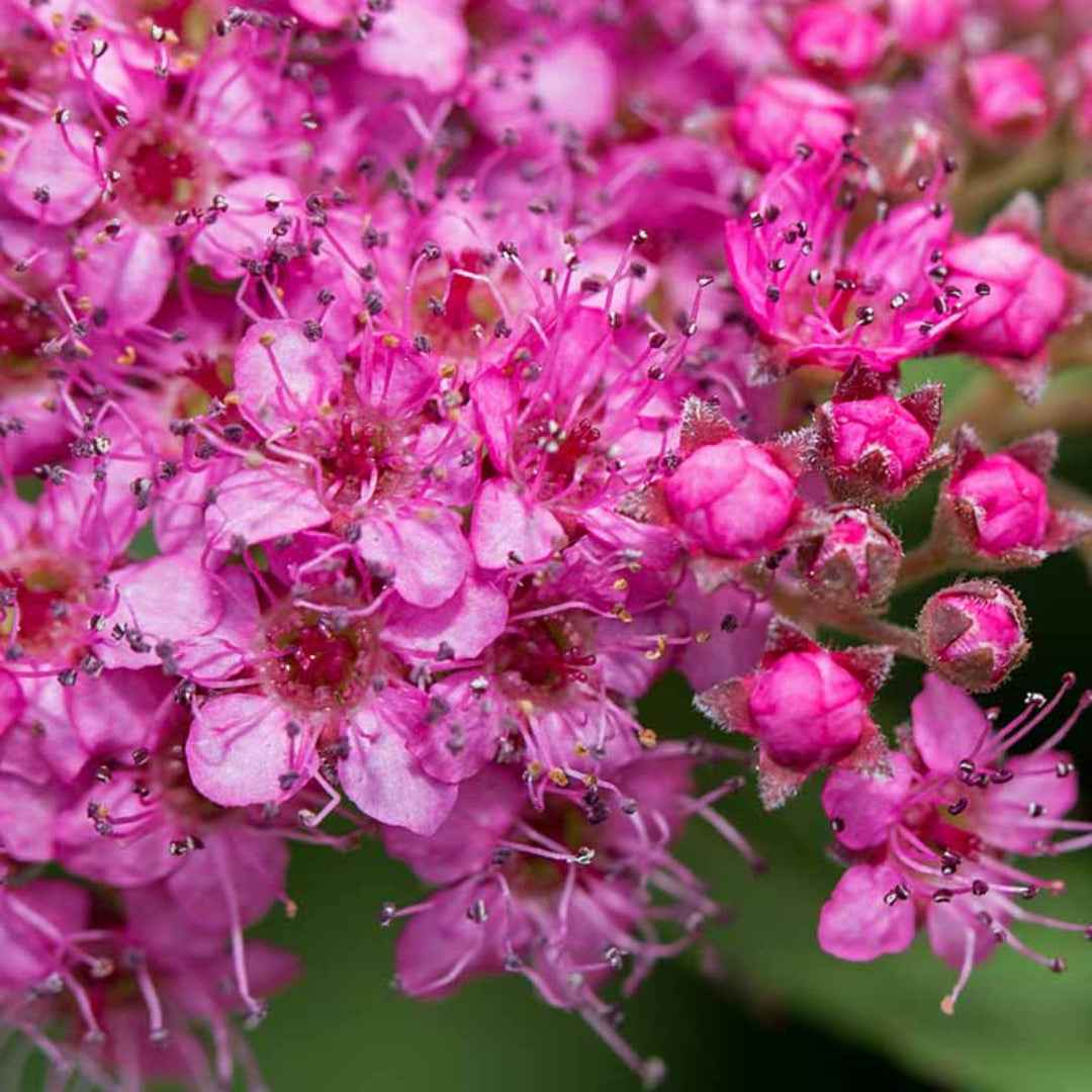 Spirea Magic Carpet