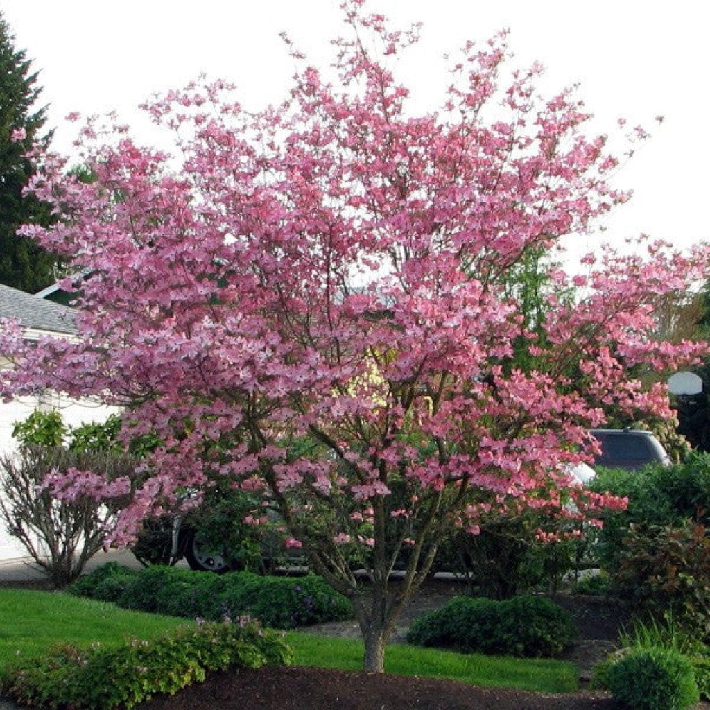 Hybrid Pink Dogwood