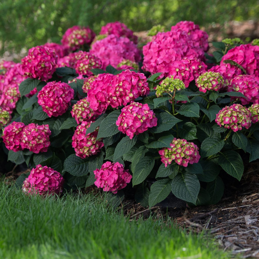 Hydrangea Summer Crush