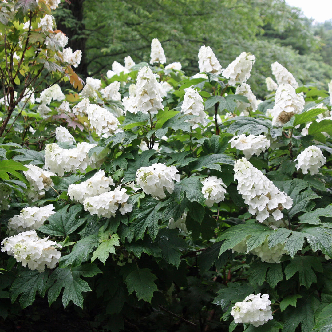 Snow Queen Oakleaf Hydrangea