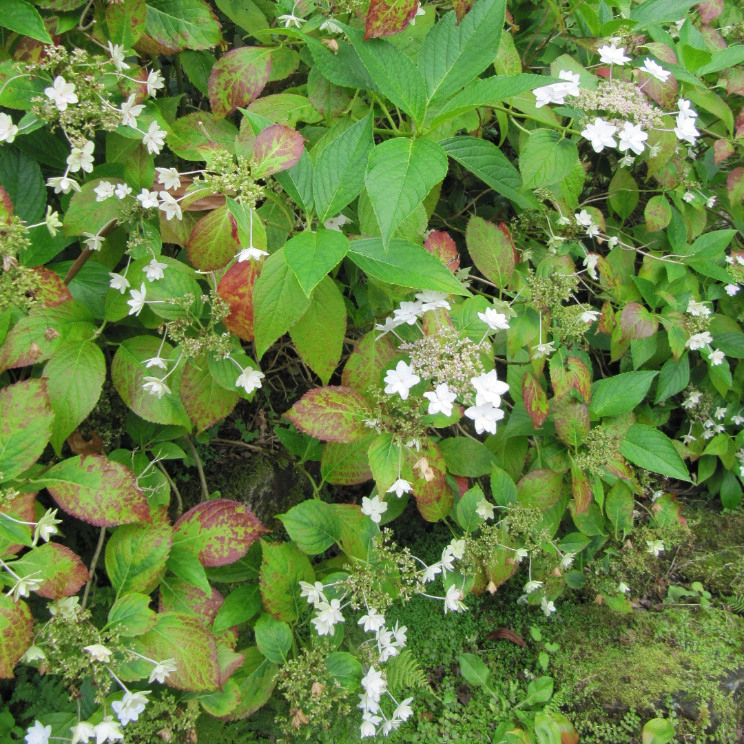 Fuji Waterfall Hydrangea