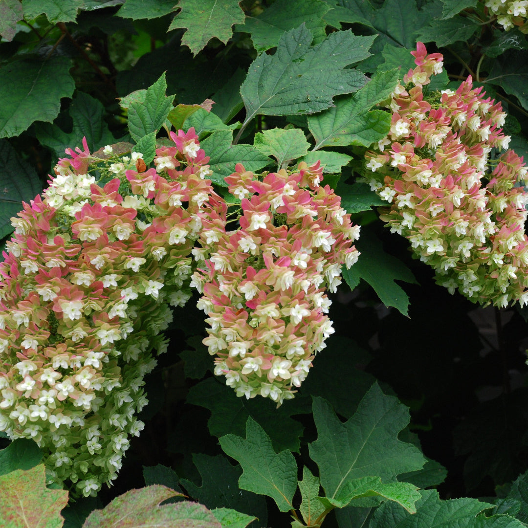 Queen of Hearts Oakleaf Hydrangea
