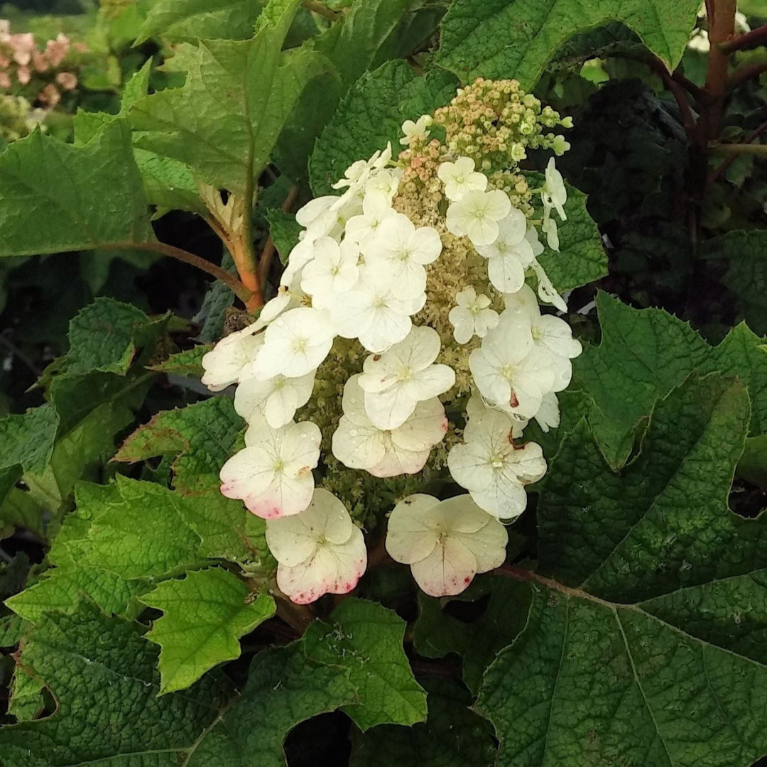 Pee Wee Oakleaf Hydrangea