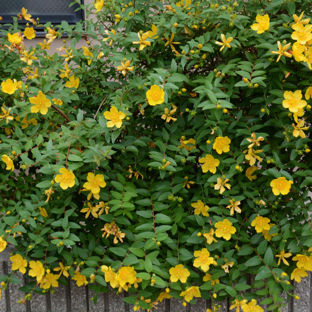 Hypericum &