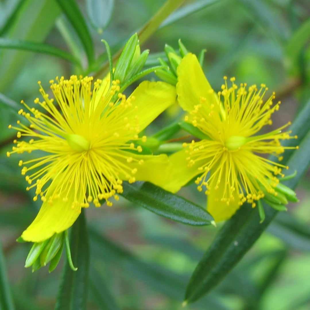 Creels Gold, St Johns Wort