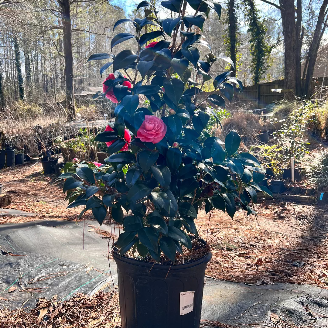 Jacks Camellia -Deep Pink Formal Double Blooms