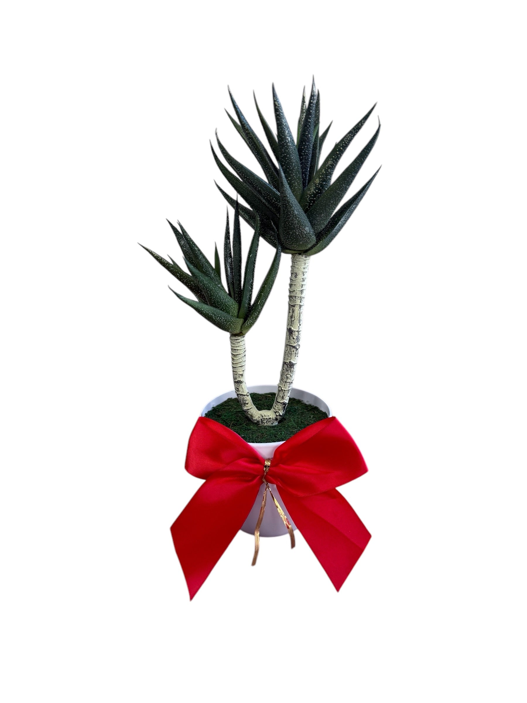 Stunning Succulent in Ceramic Pot -Good Gift