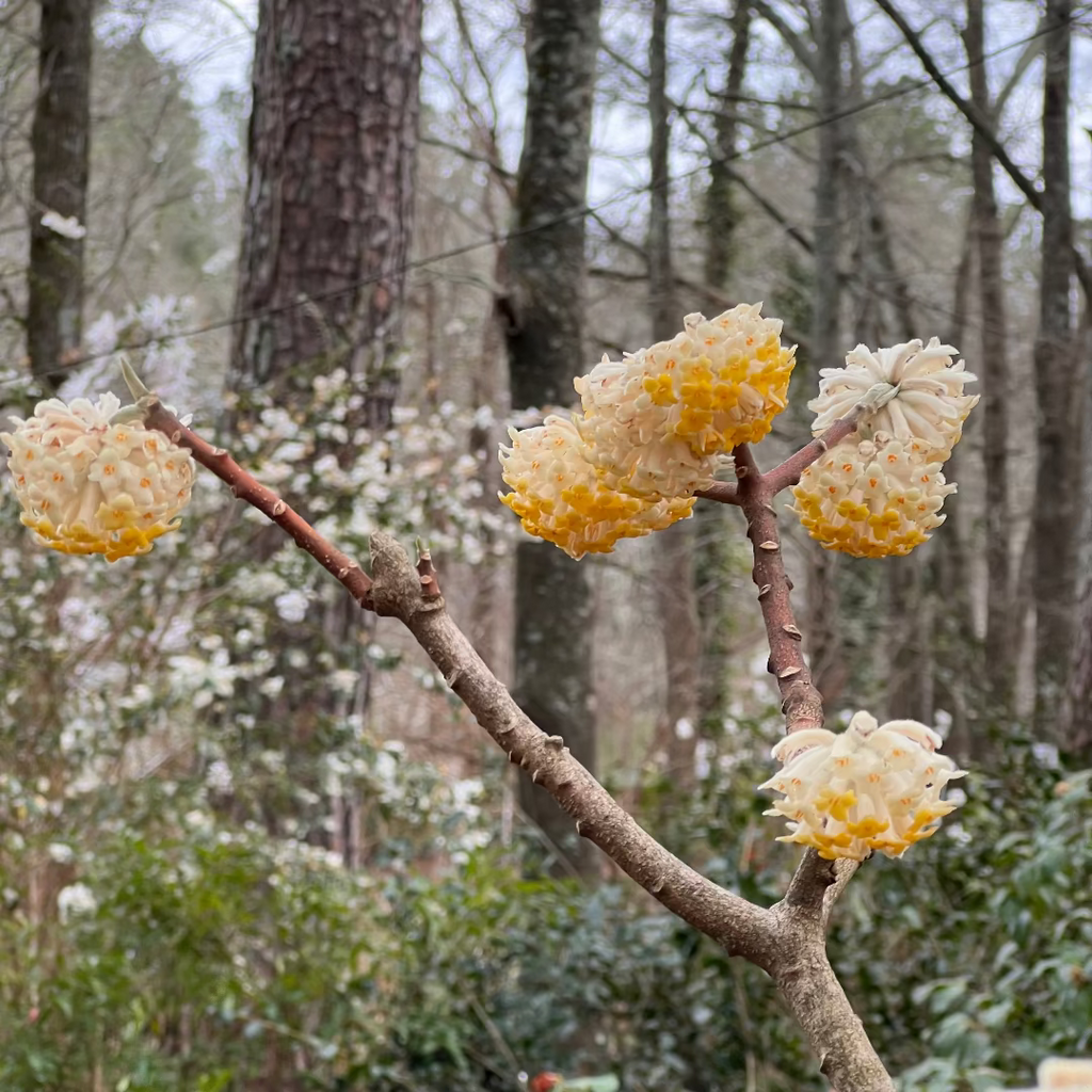 Edgeworthia Paperbush plant with fragrant yellow winter blooms
