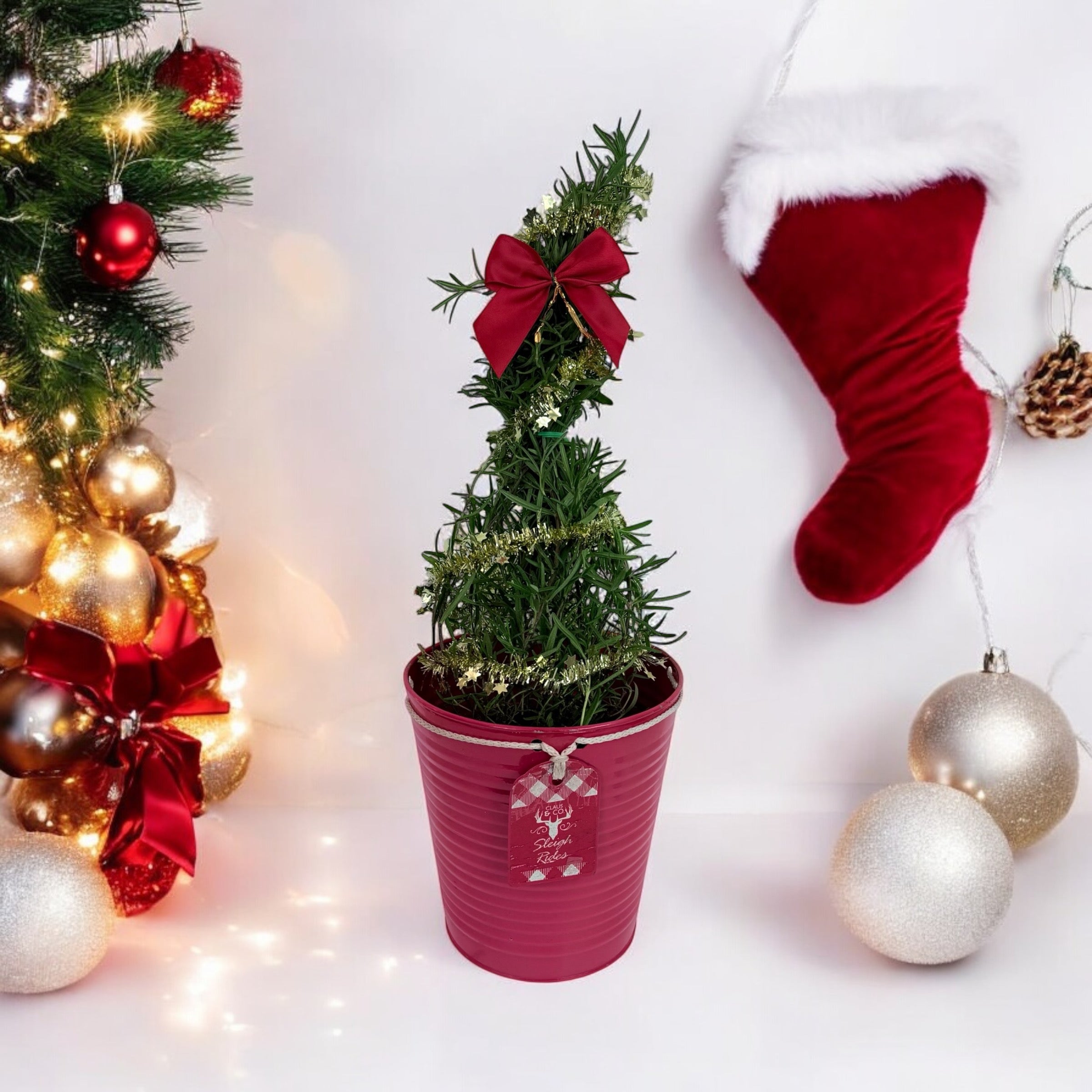 Athens Blue Rosemary