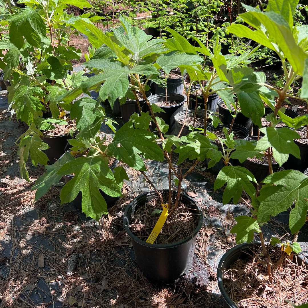 Ellen Huff Oakleaf Hydrangea