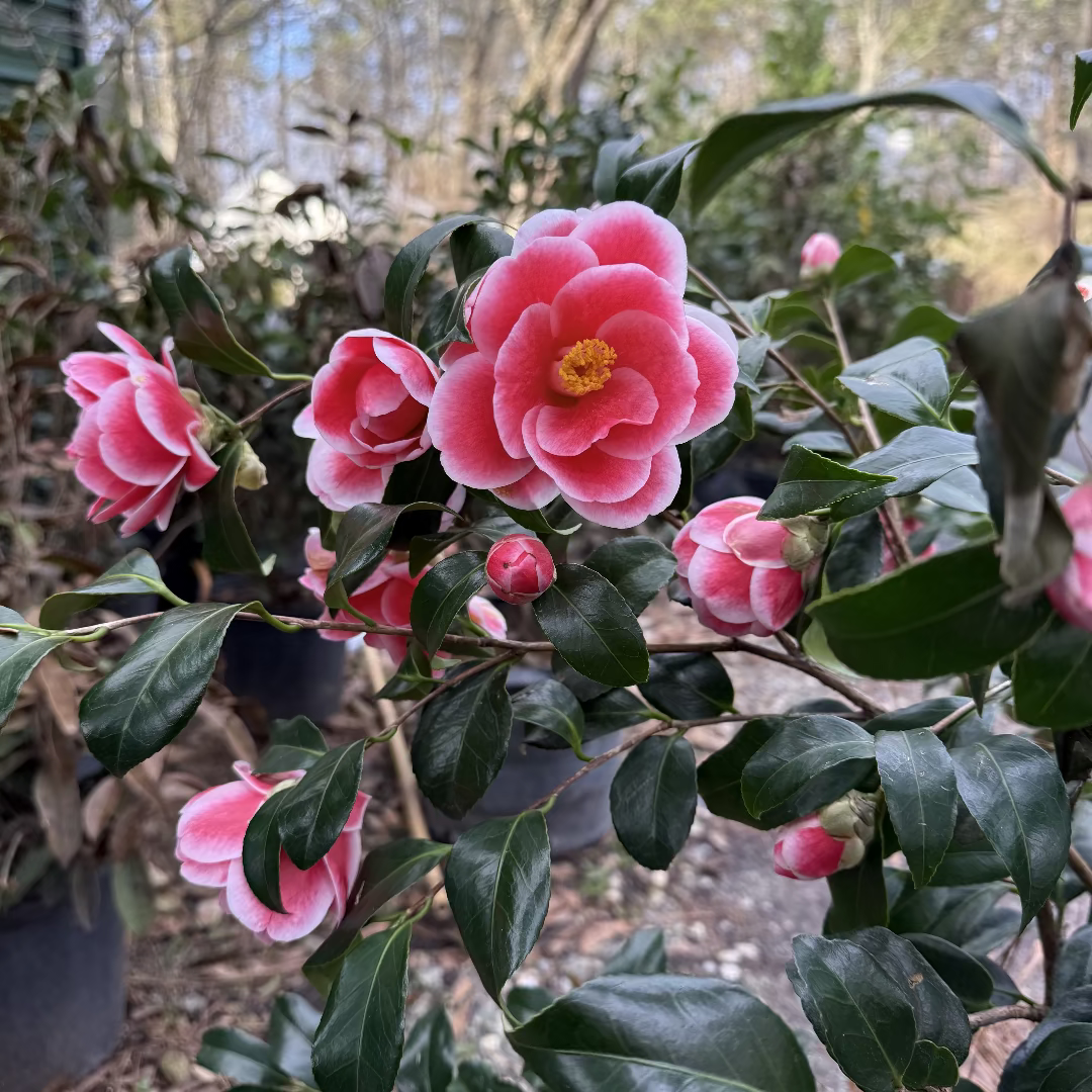 Sadaharu Oh Camellia