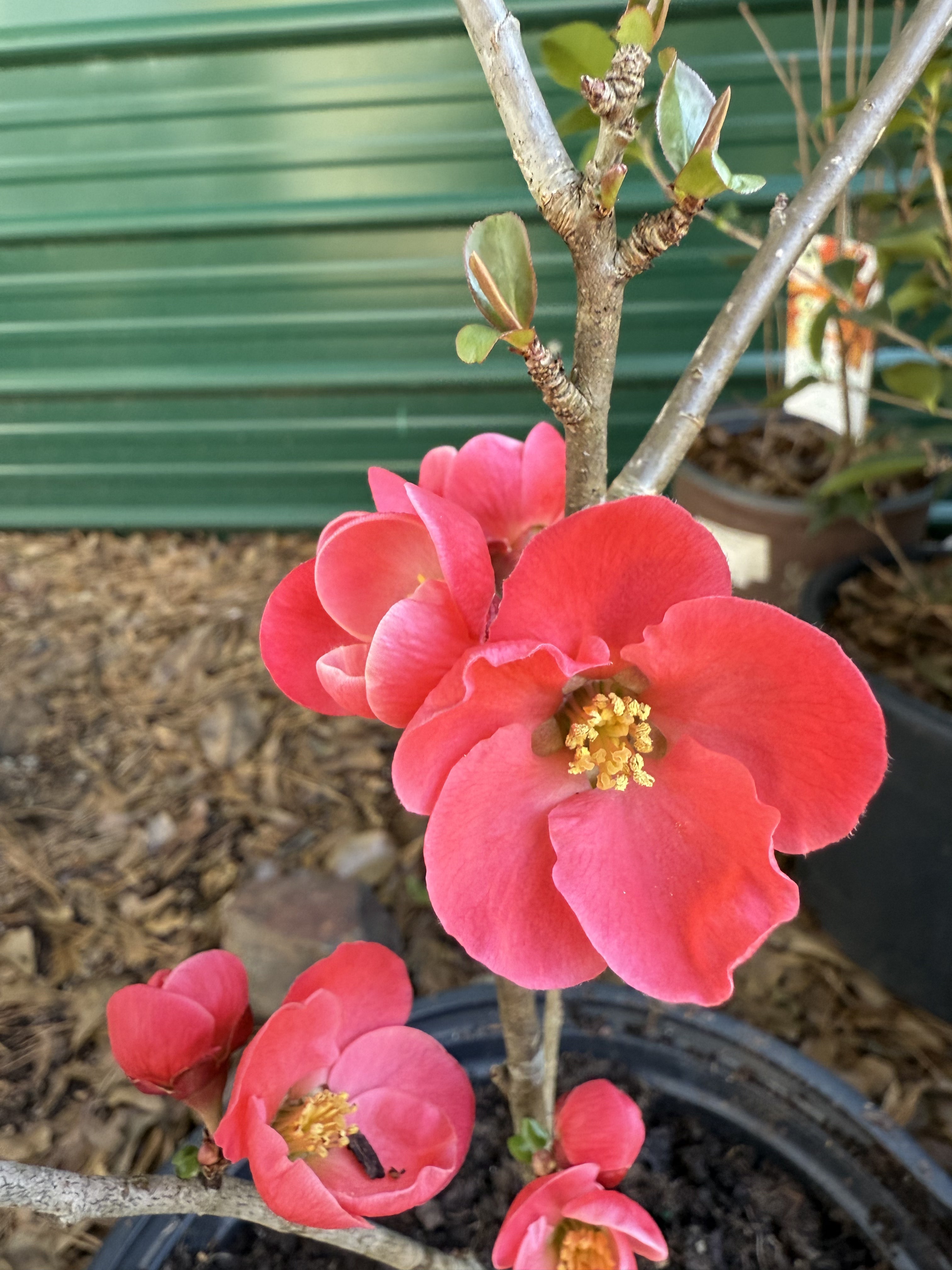 Spitfire Flowering Quince