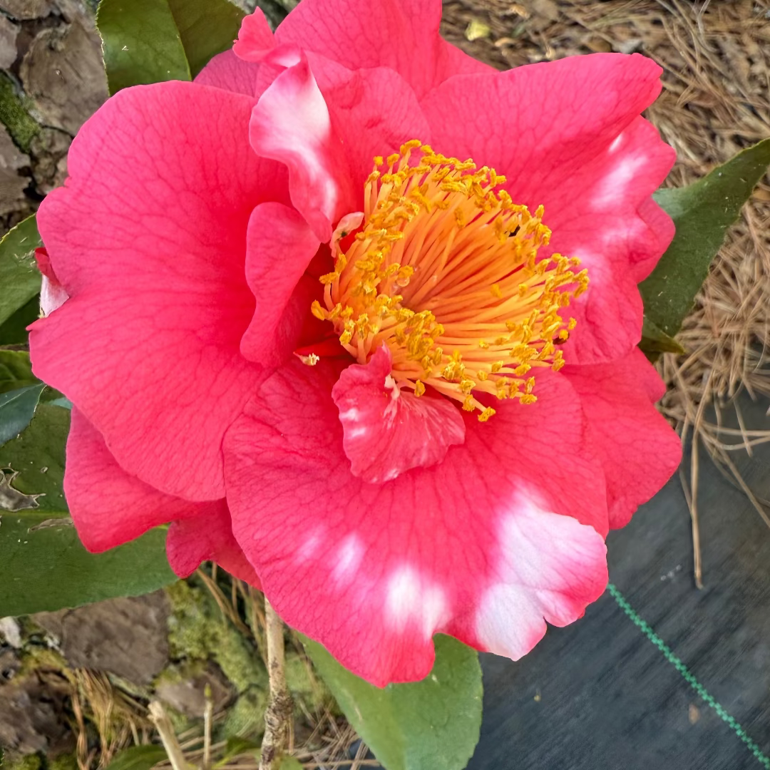 R.L.Wheeler Camellia Japonica