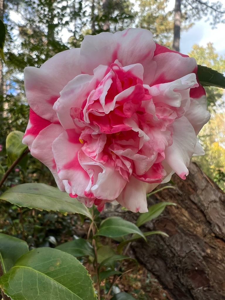 Variegated Pink and White Camellia