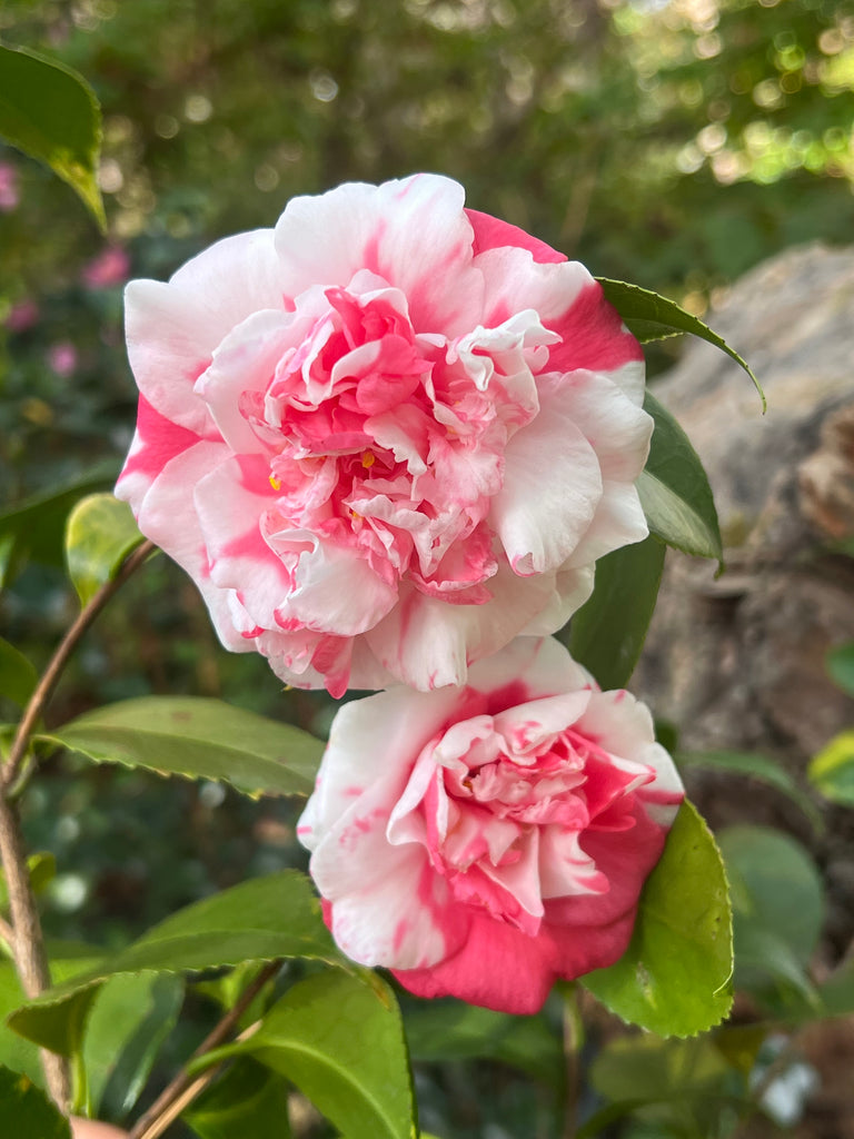 Variegated Pink and White Camellia