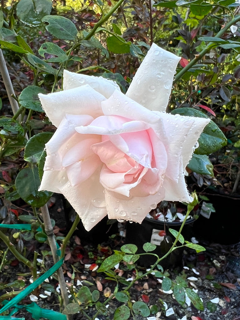 Rose New Dawn (Tripod)