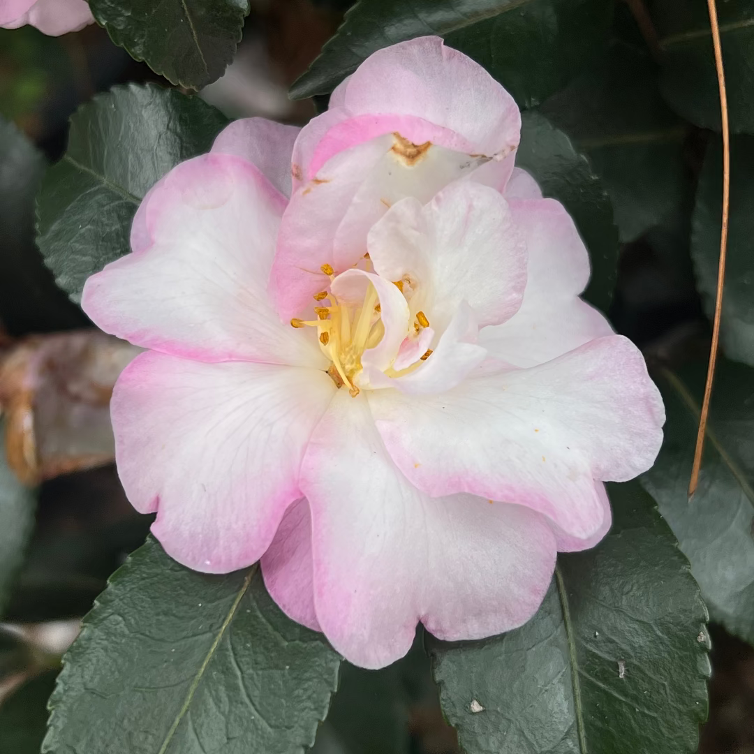 October Magic Orchid Camellia